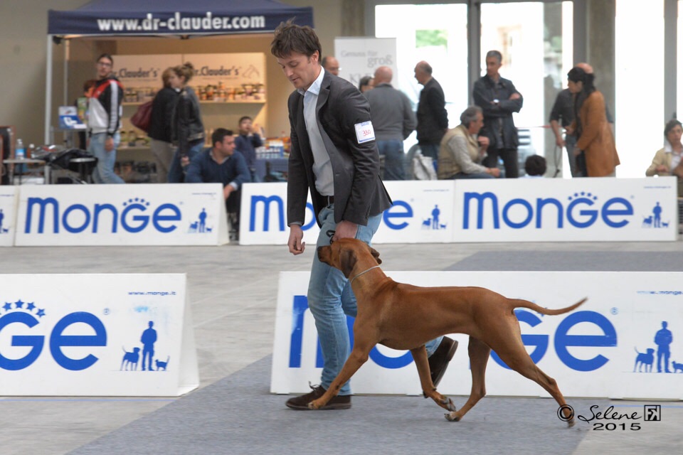 CACIB Alessandria - CAC Asti  (I)